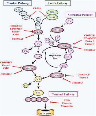 Complement C5b-9 and Cancer: Mechanisms of Cell Damage, Cancer Counteractions, and Approaches for Intervention